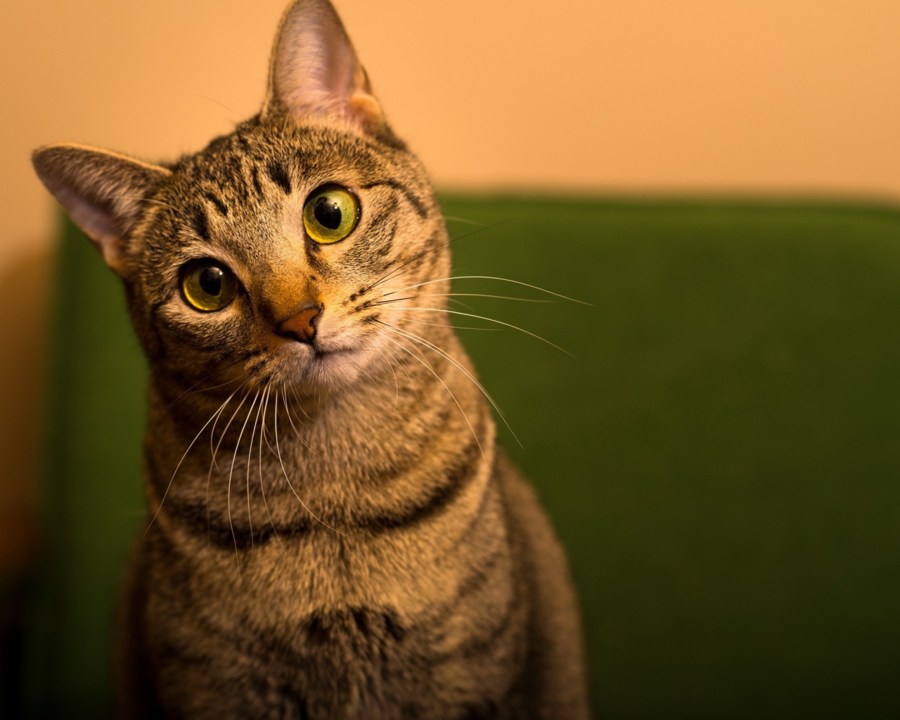 Забавный зеленоглазый домашний кот