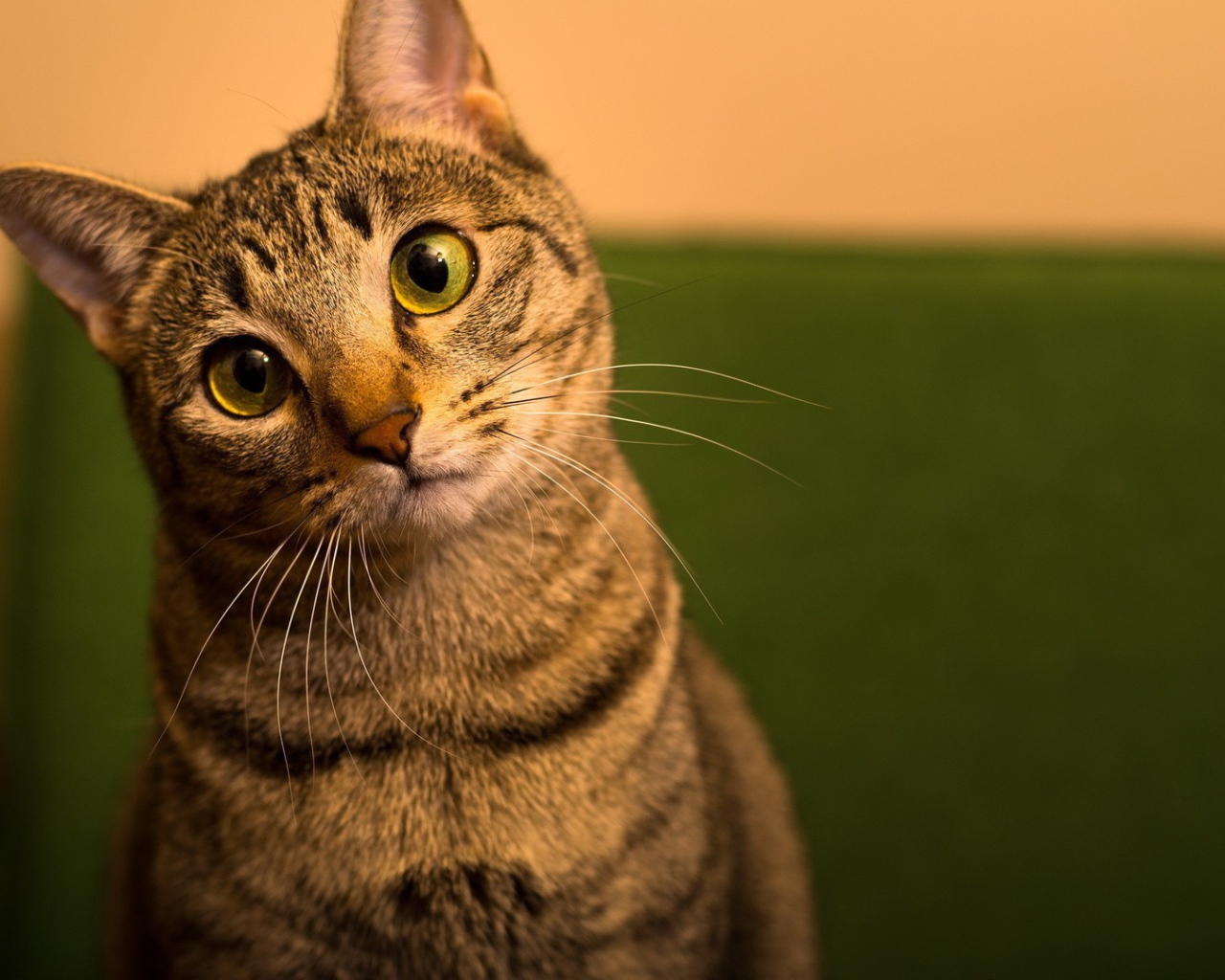 Забавный удивленный кот