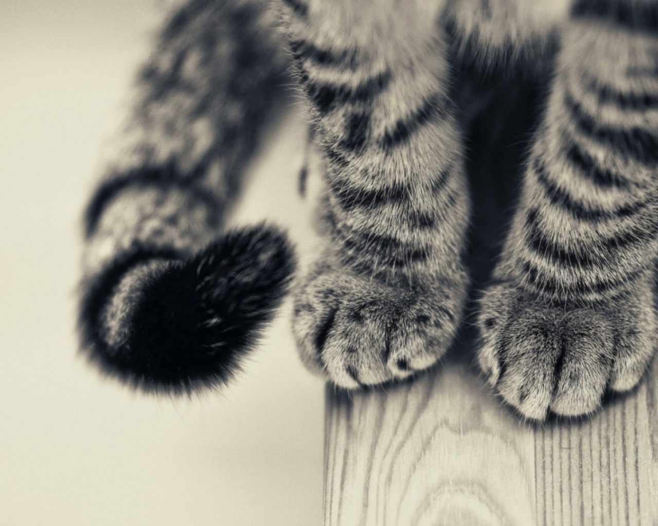 Пушистые лапки и хвост серого кота