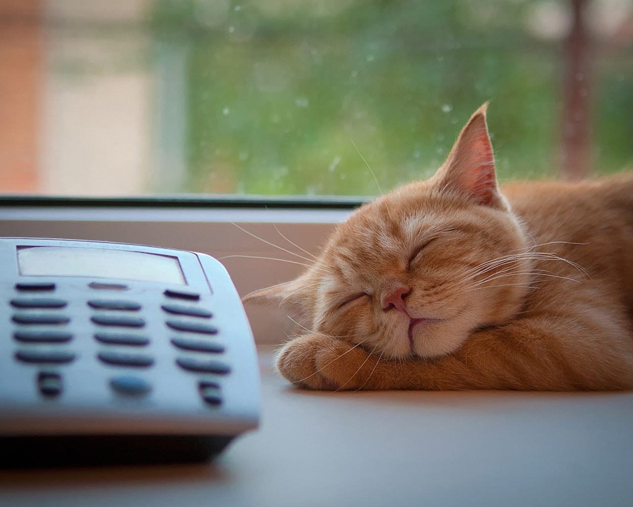 Рыжий кот спит рядом с телефоном
