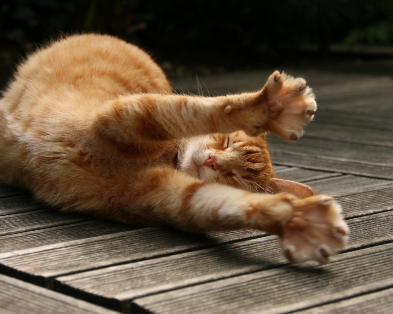 Рыжий кот потягивается на полу