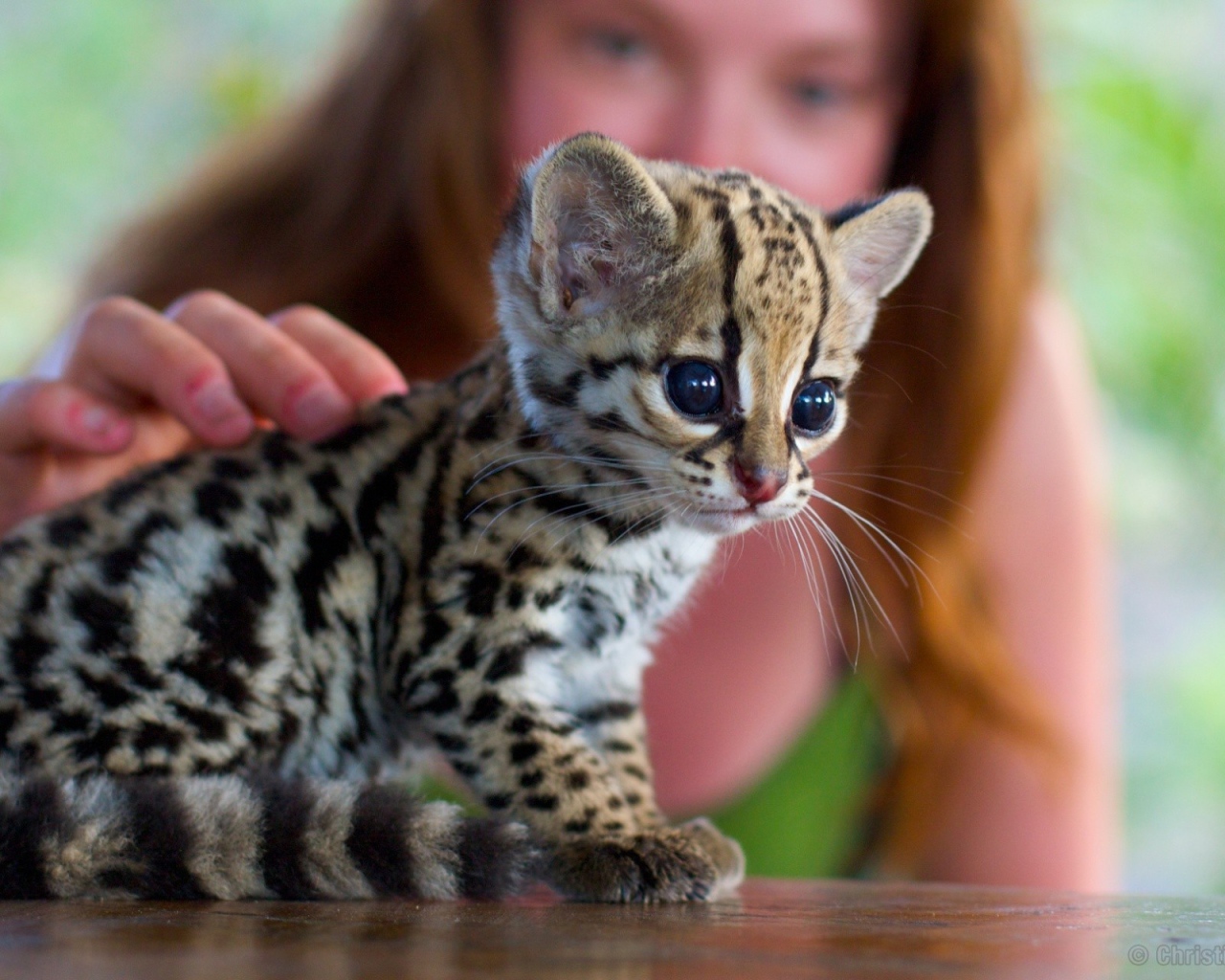 Девушка гладит котенка оцелота