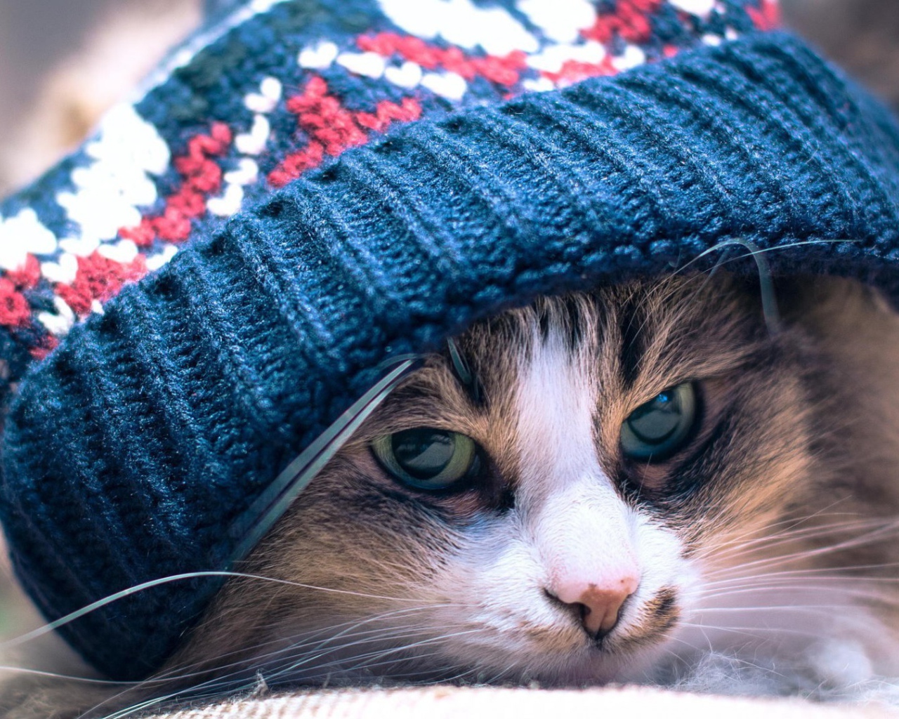 Хмурый кот лежит под вязанной шапкой