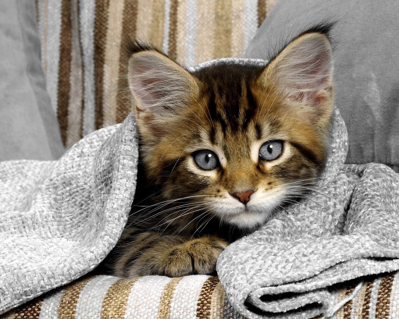 Сероглазый котенок под полотенцем