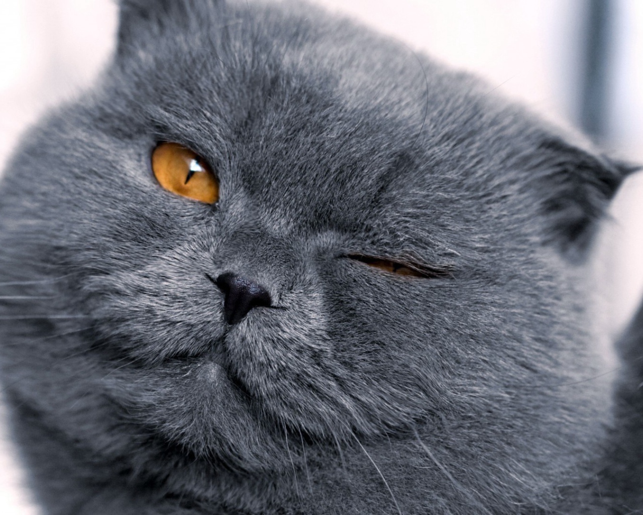 Серый британец подмигивает