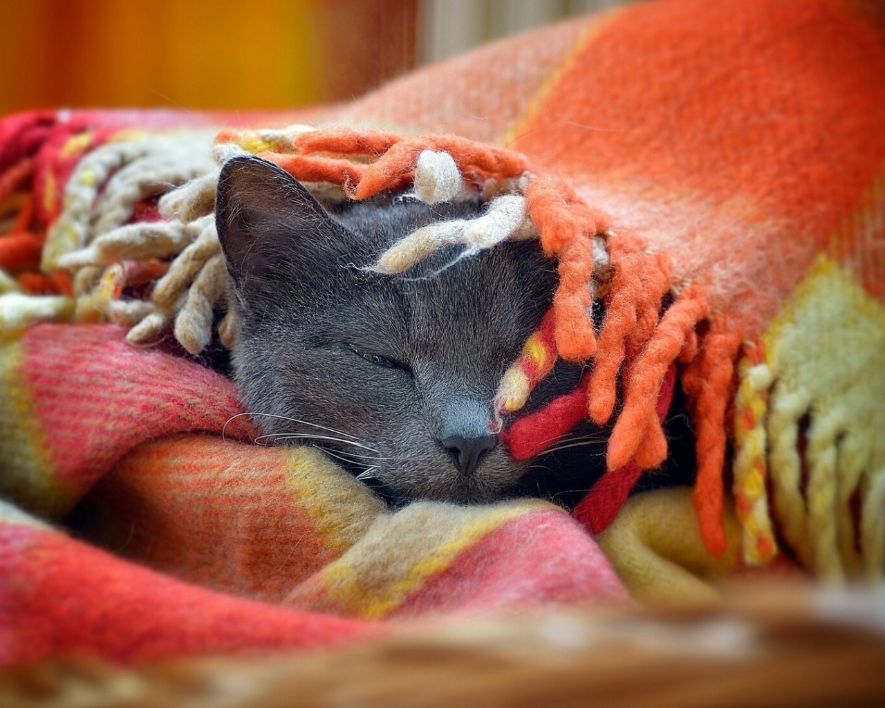 Серый кот спит под пледом