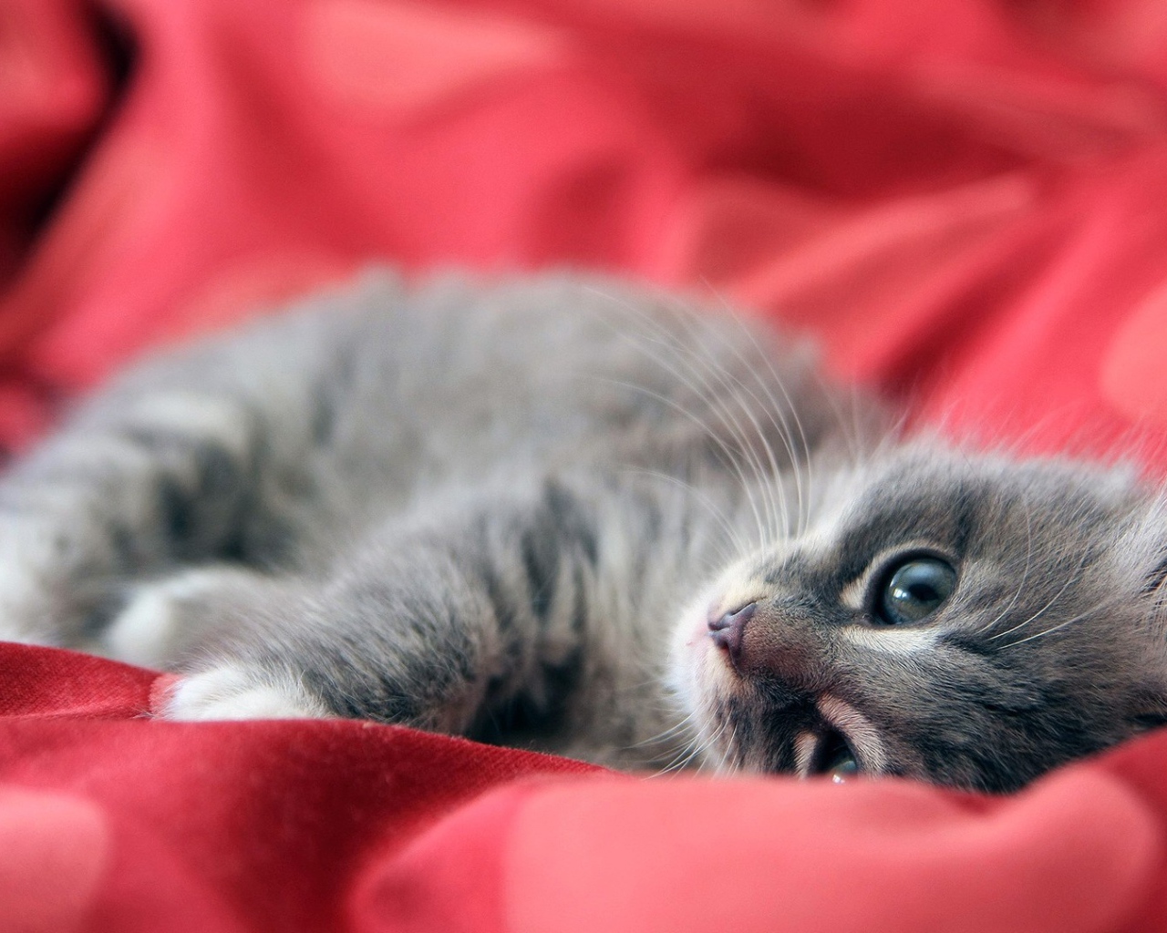 Серый котенок лежит на красной ткани