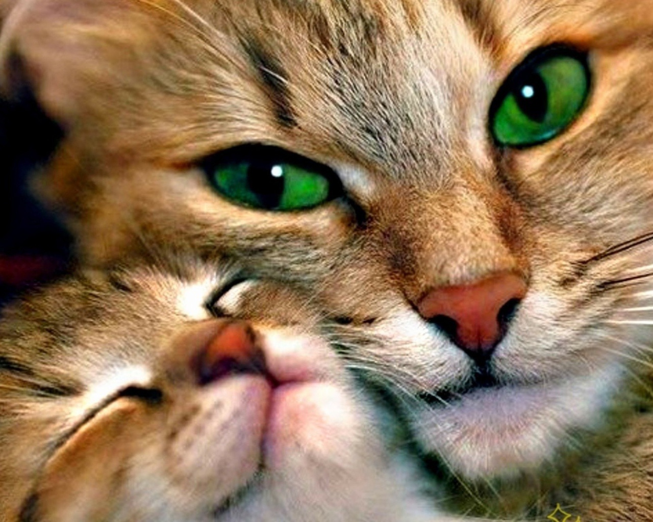 Зеленоглазая кошка с котенком