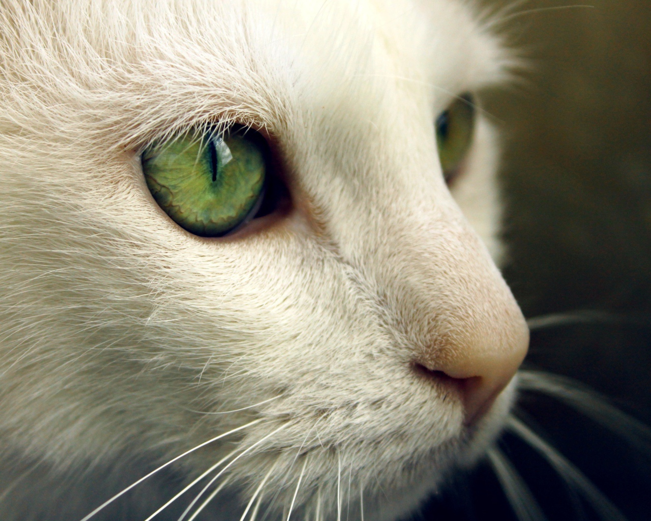 Зеленые глаза на белой морде кота