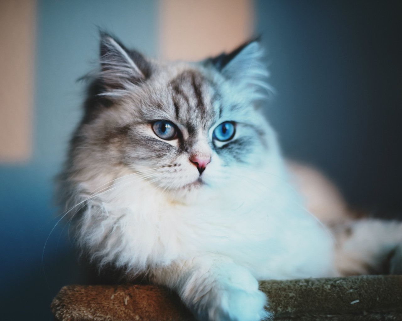 Серый кот с голубыми глазами