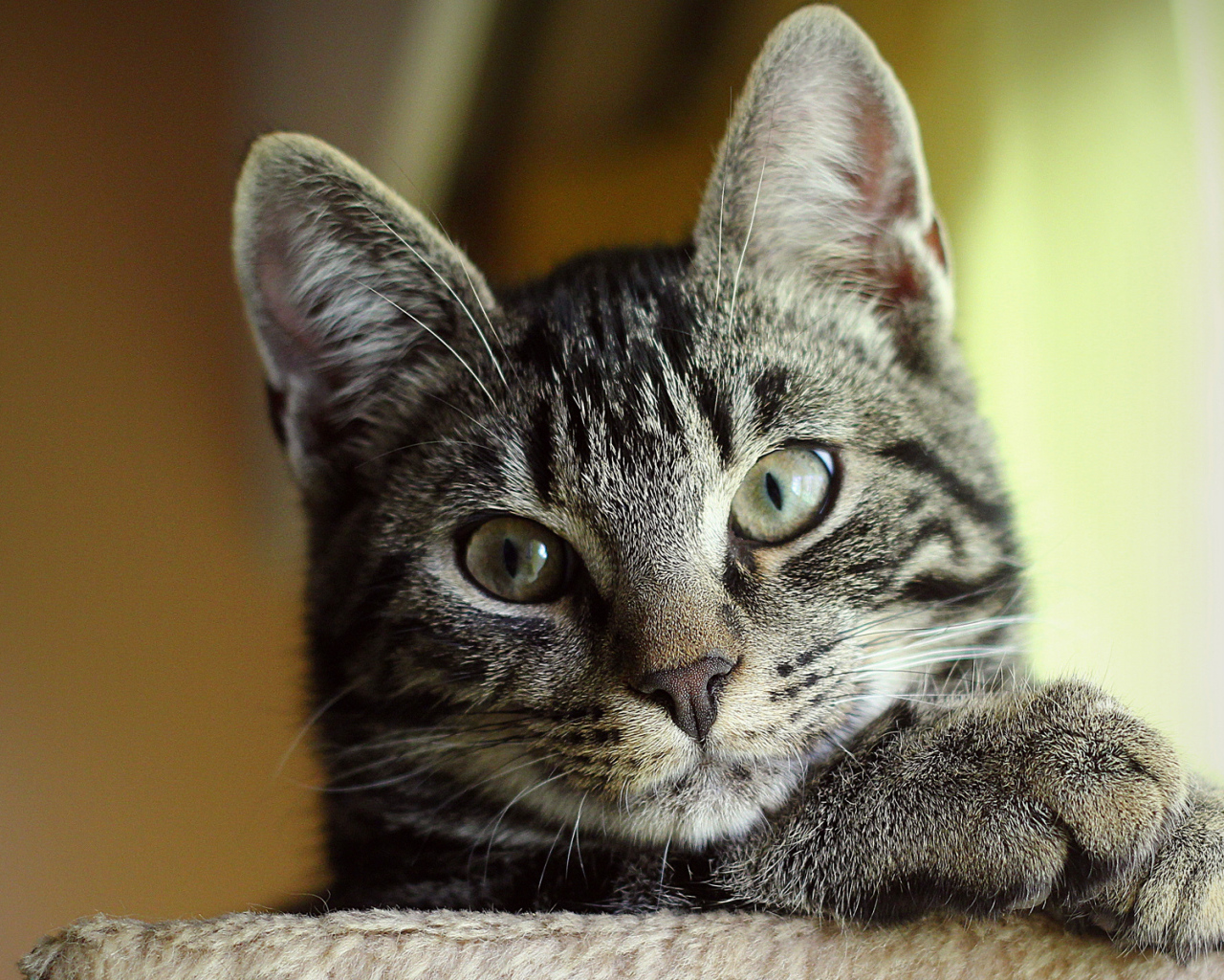 Серый Кот с зелеными глазами