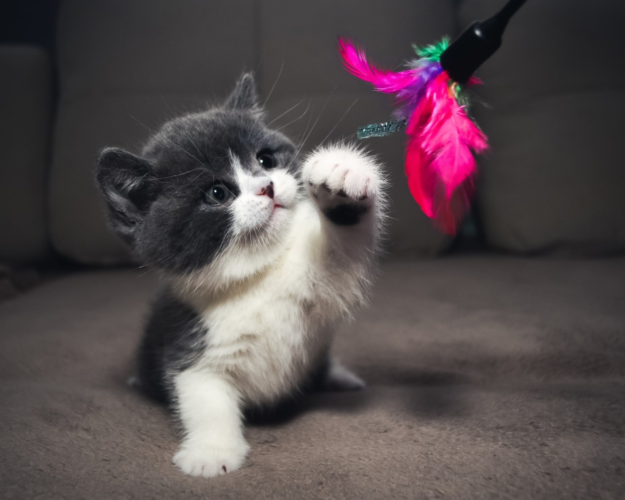 Серый котенок играет с игрушкой