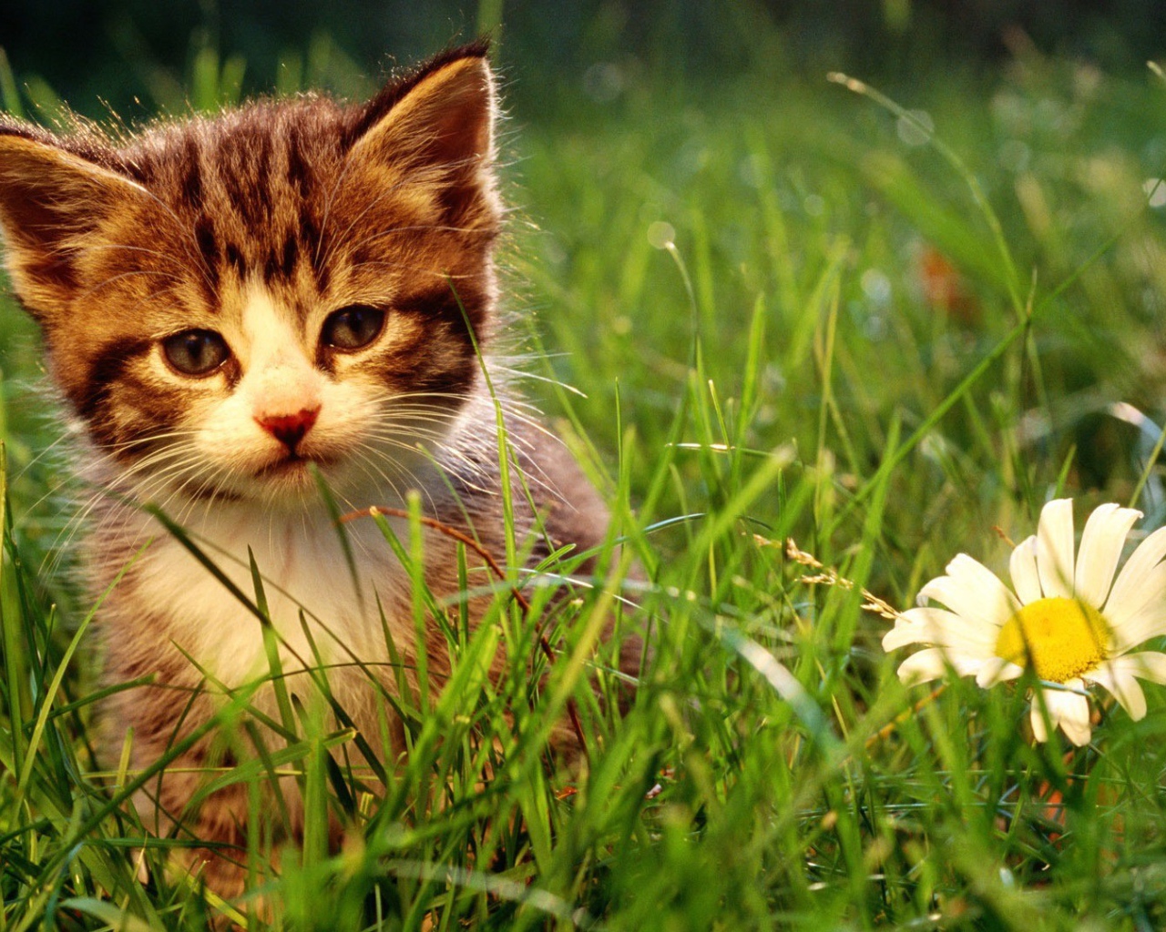 Котенок и большая ромашка