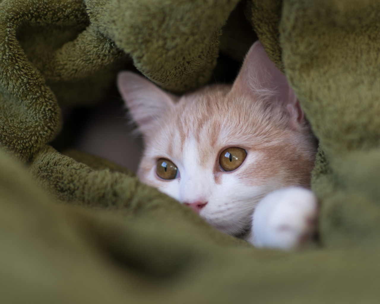 Котенок прячется в пледе