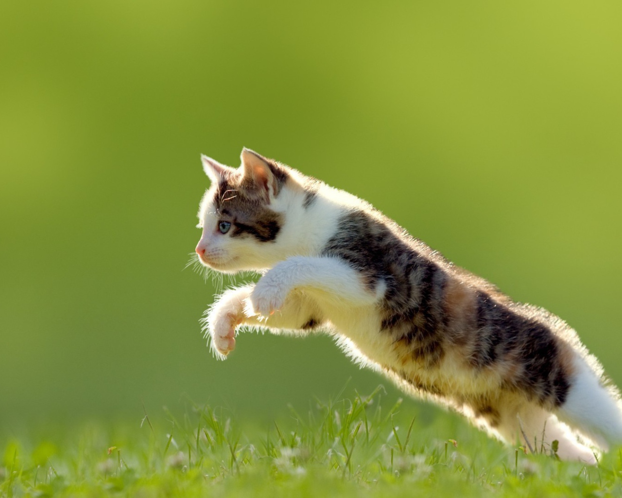 Котенок в прыжке на газоне