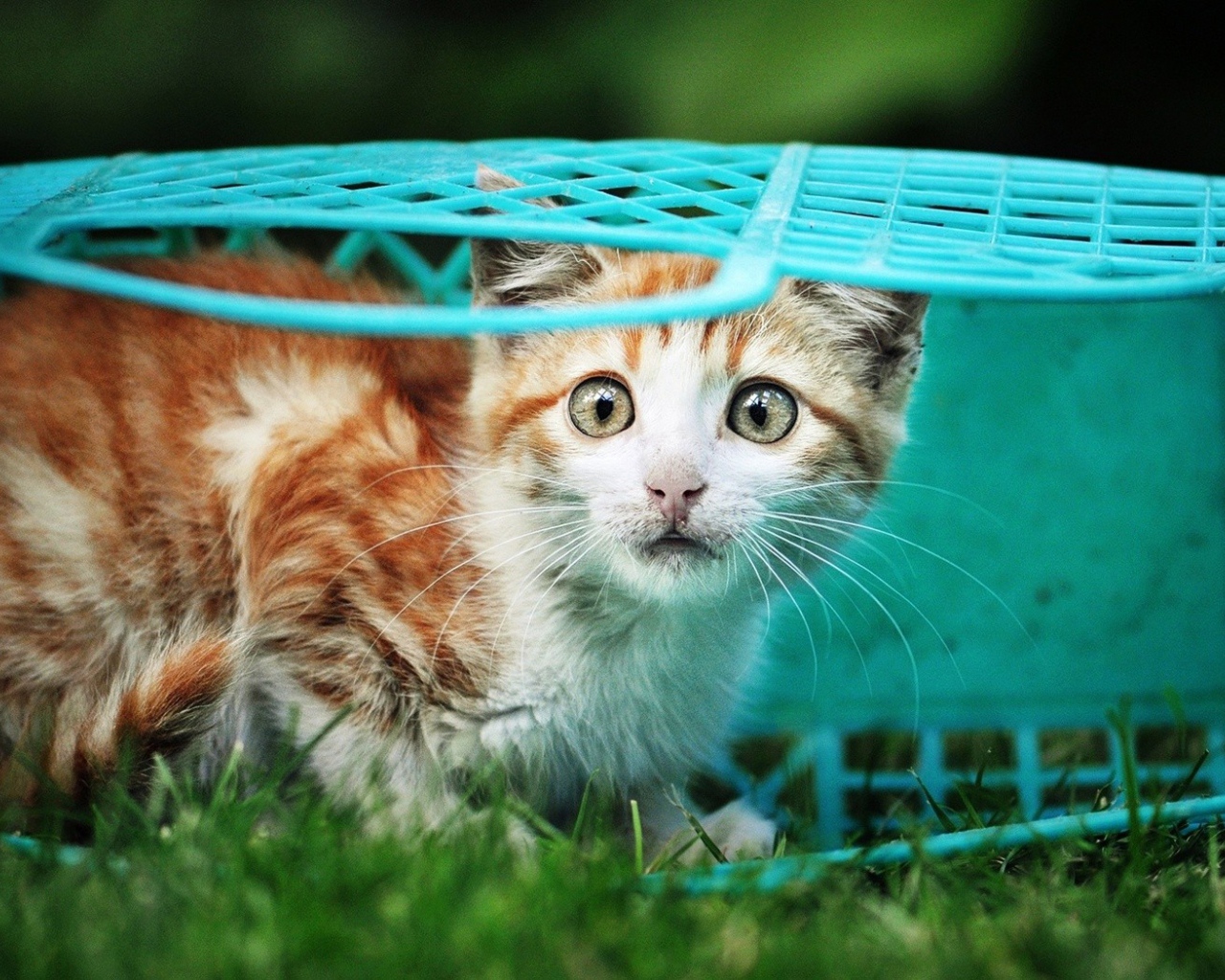 Котенок в голубой корзине