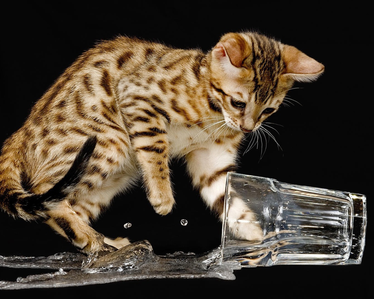 Котенок опрокинул стакан с водой