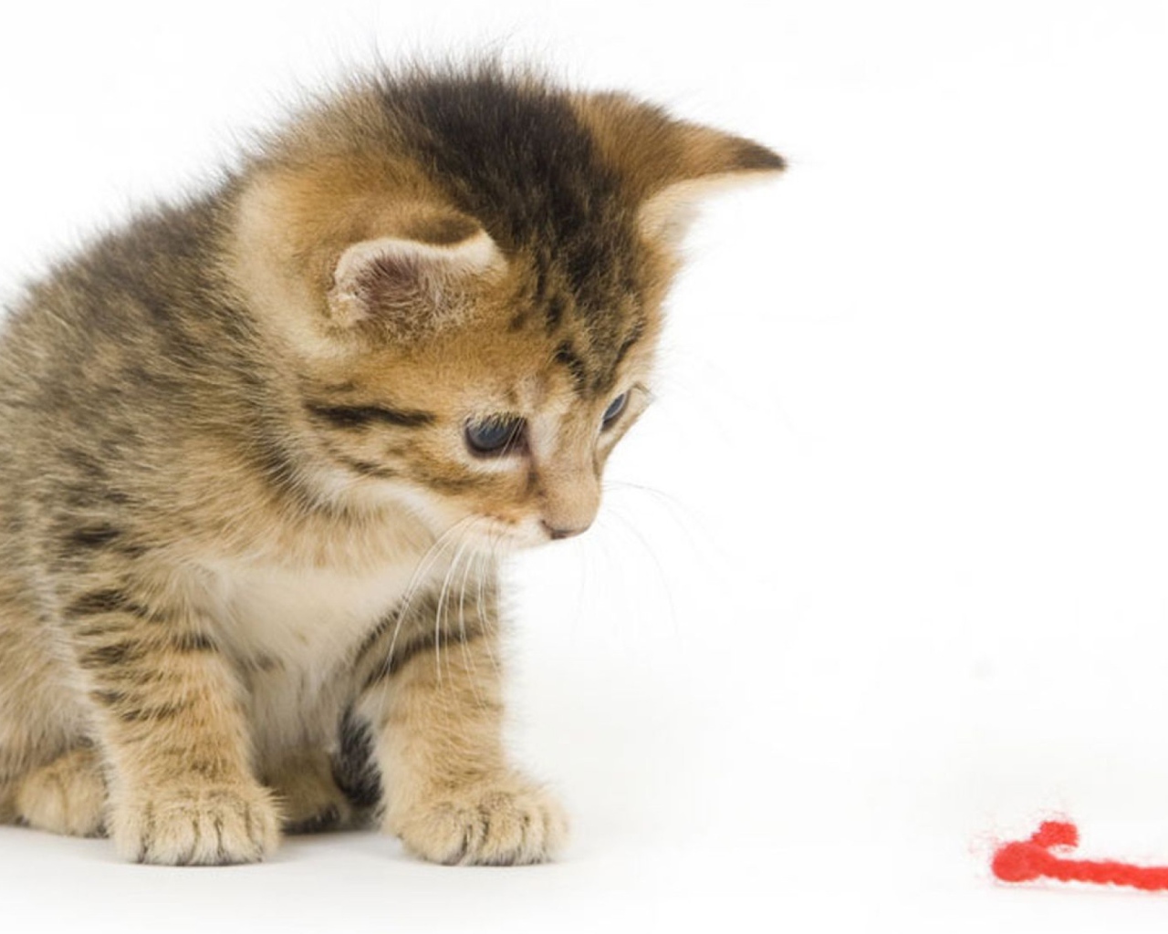 Котенок смотрит на красную нитку