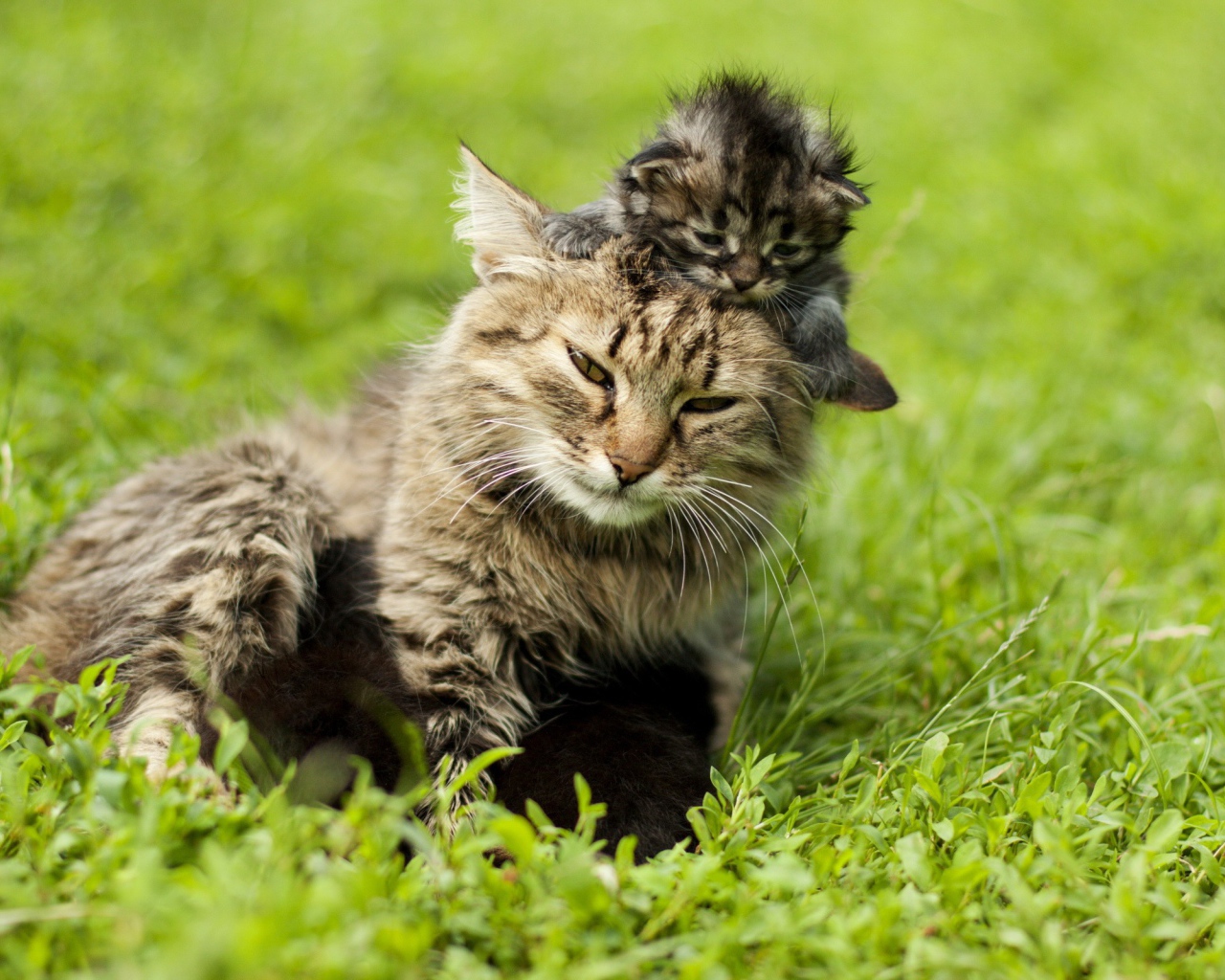 Котенок на голове у мамы