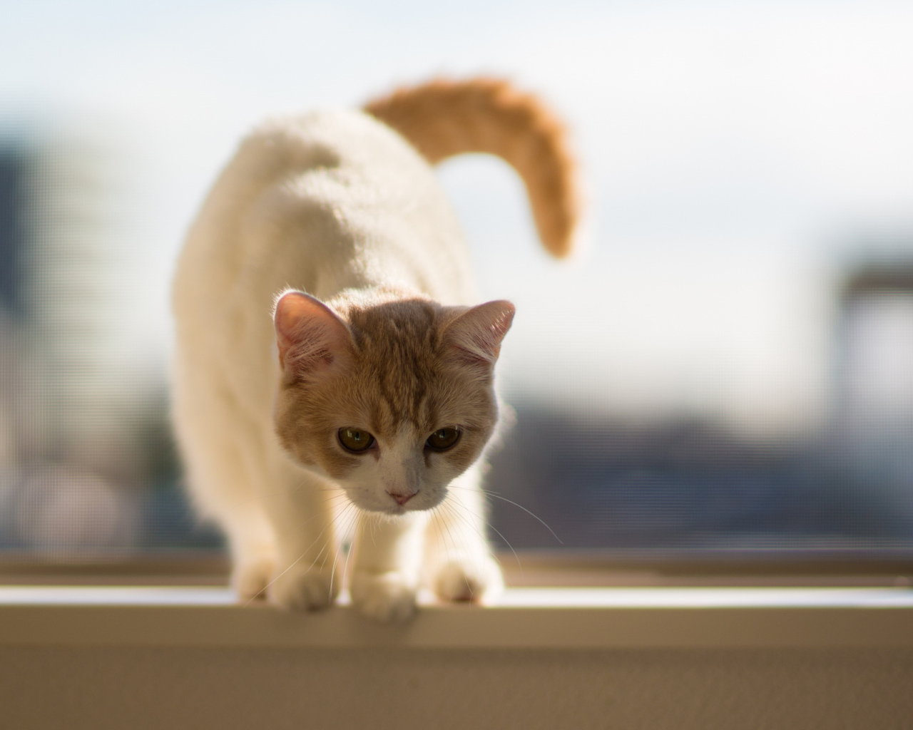 Котенок на подоконнике