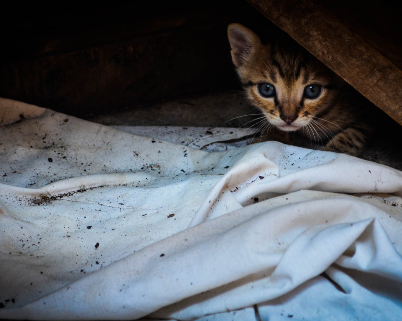 Котенок выглядывает из под доски