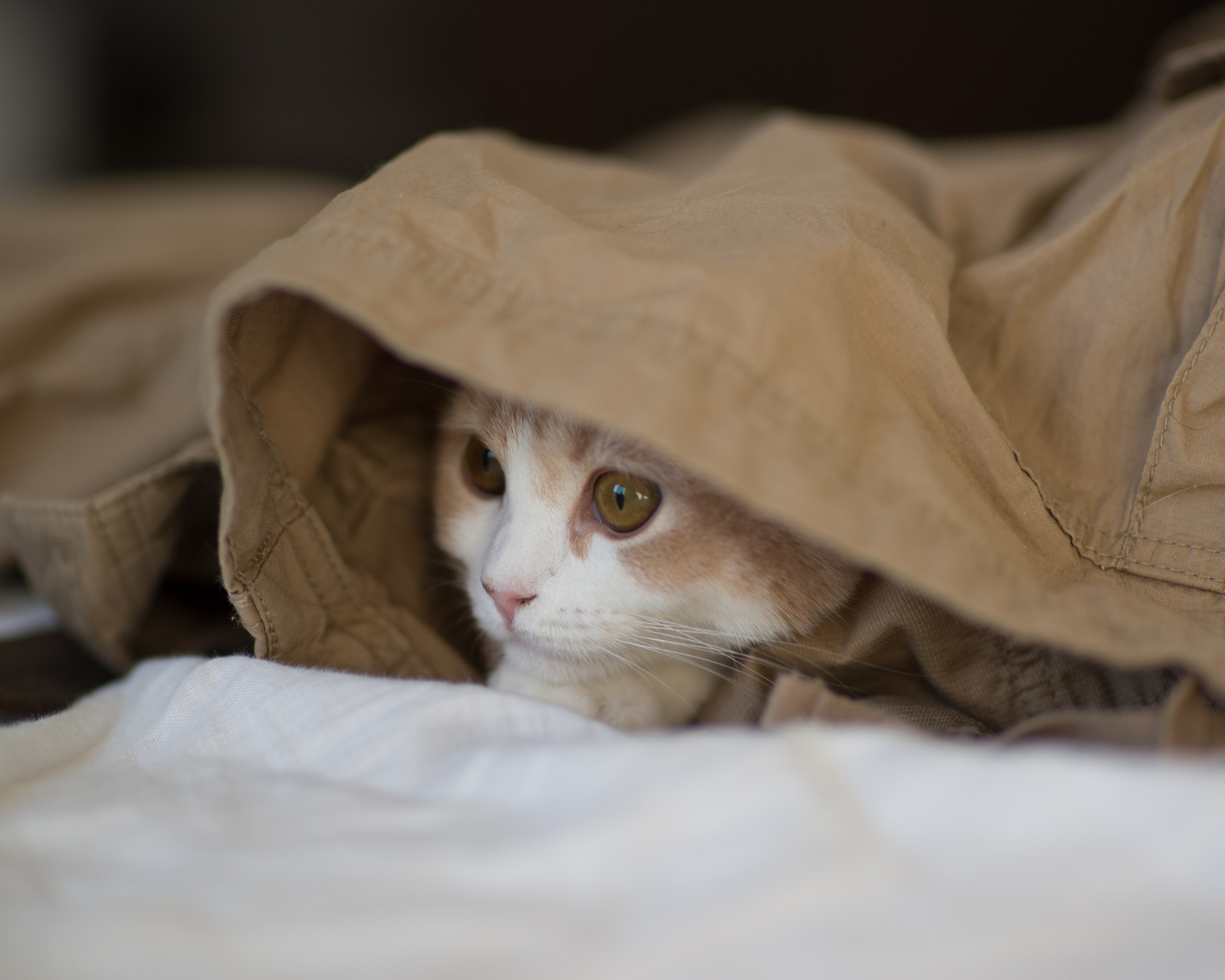 Котенок играет в прятки