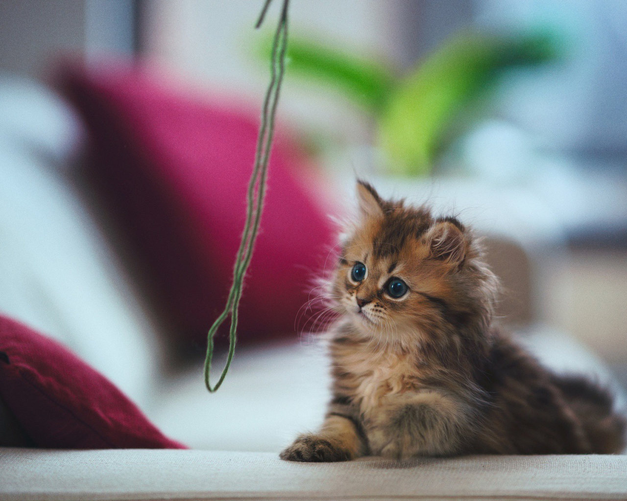 Котенок играет с зеленой ниткой