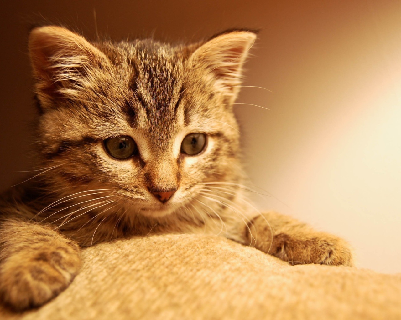 Котенок положил лапы на ткань