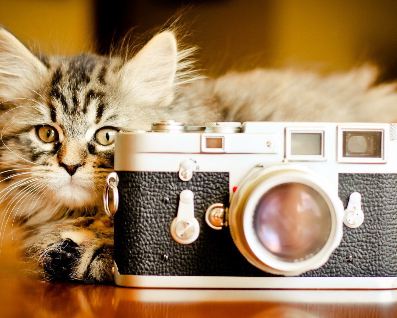 Котенок ждет когда вылетит птичка