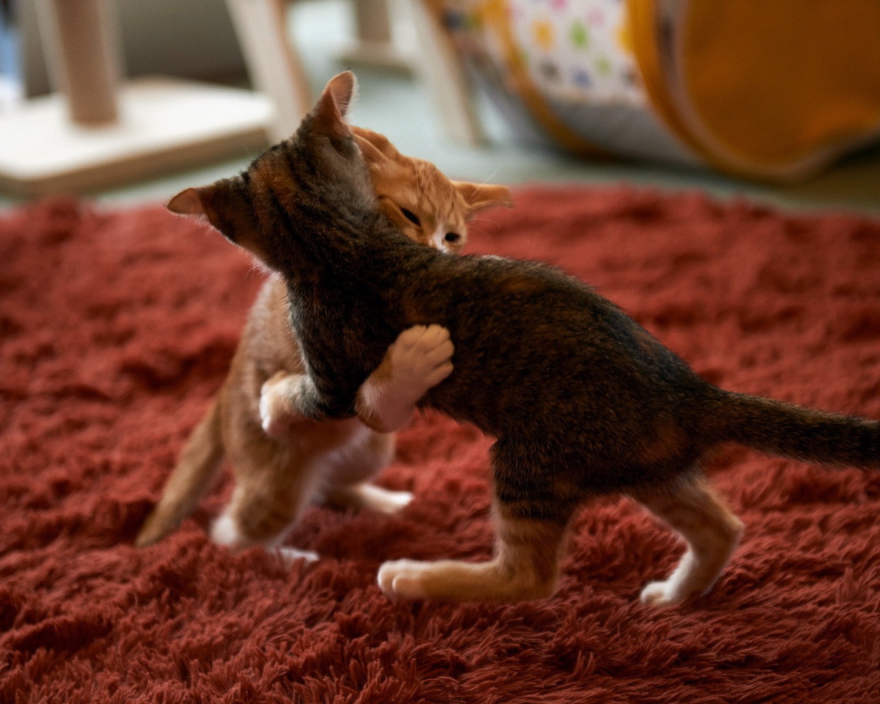 Котята играют на красном ковре