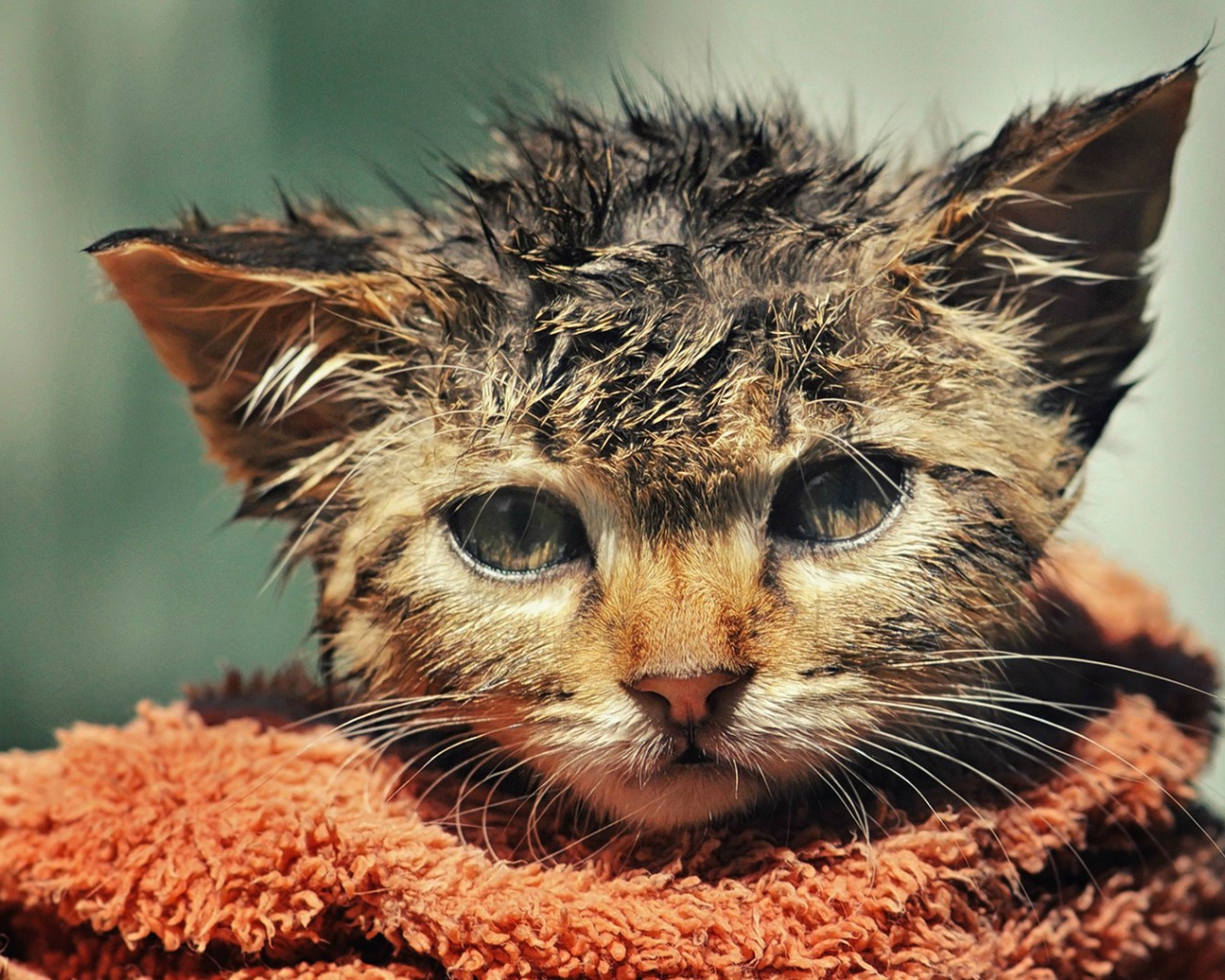 Котенок после купания