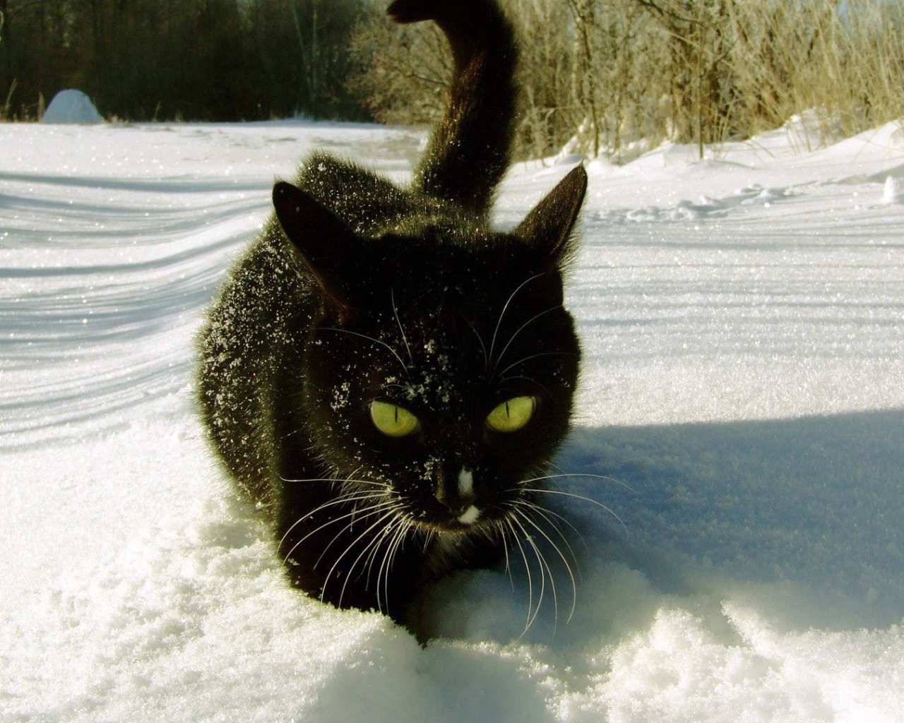 Безумный мартовский кот