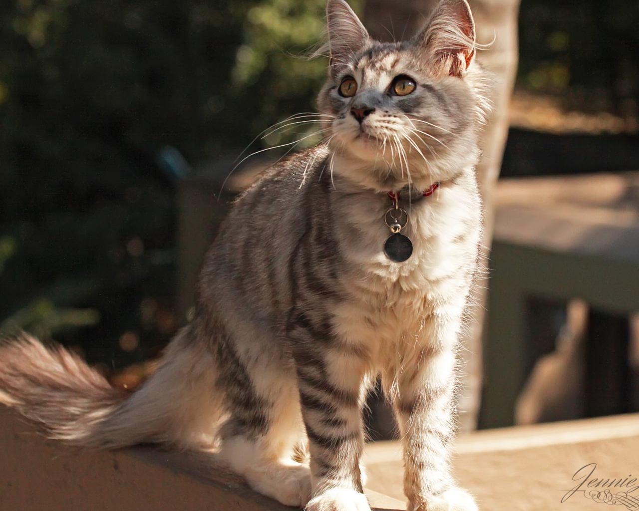 Медальон на ошейнике кошки