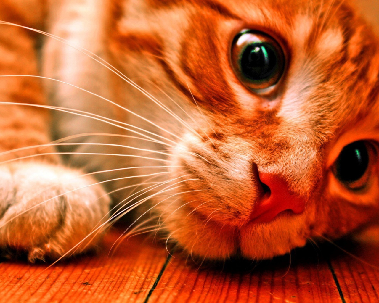 Розовоносый кот заглядывает под кровать