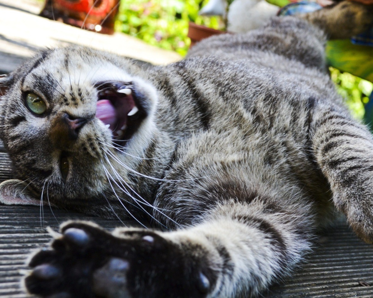 Довольный забавный кот