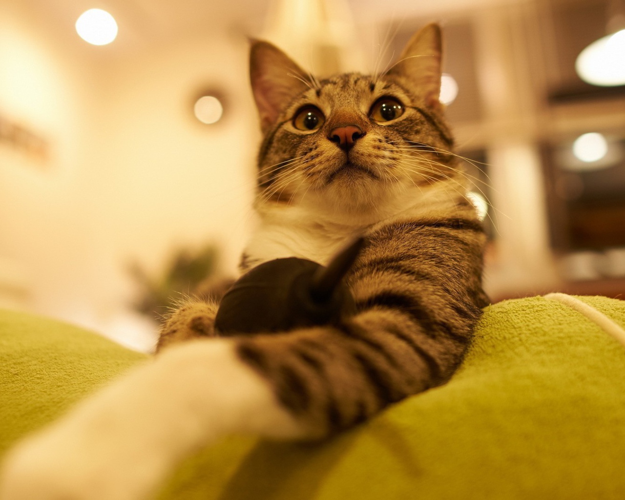 Горделивый домашний кот