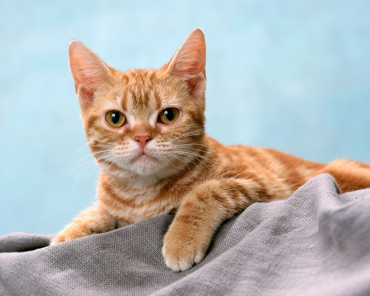 Курносый рыжий котенок