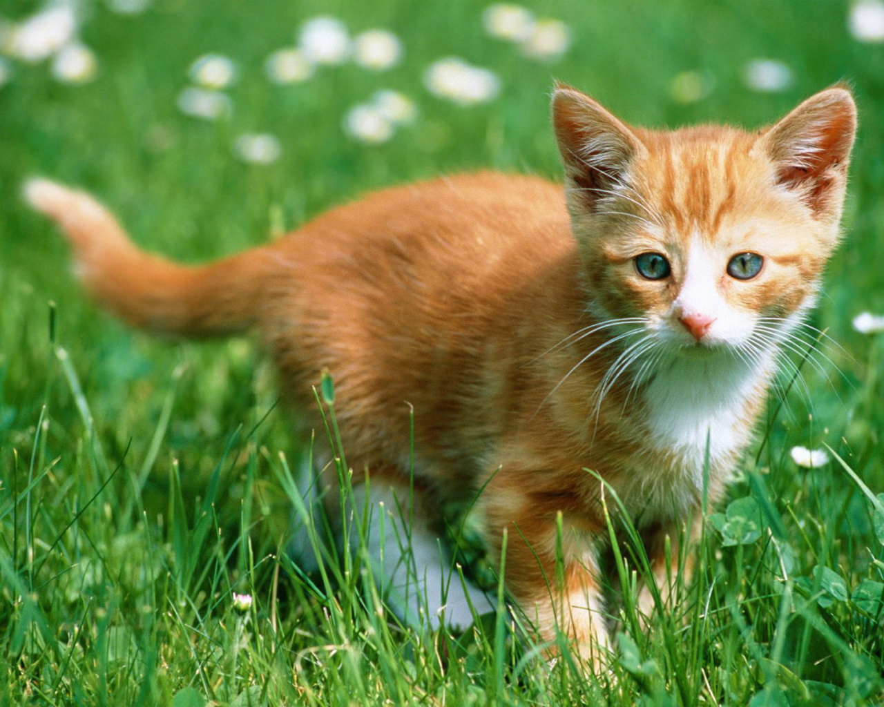 Рыжий котенок в траве