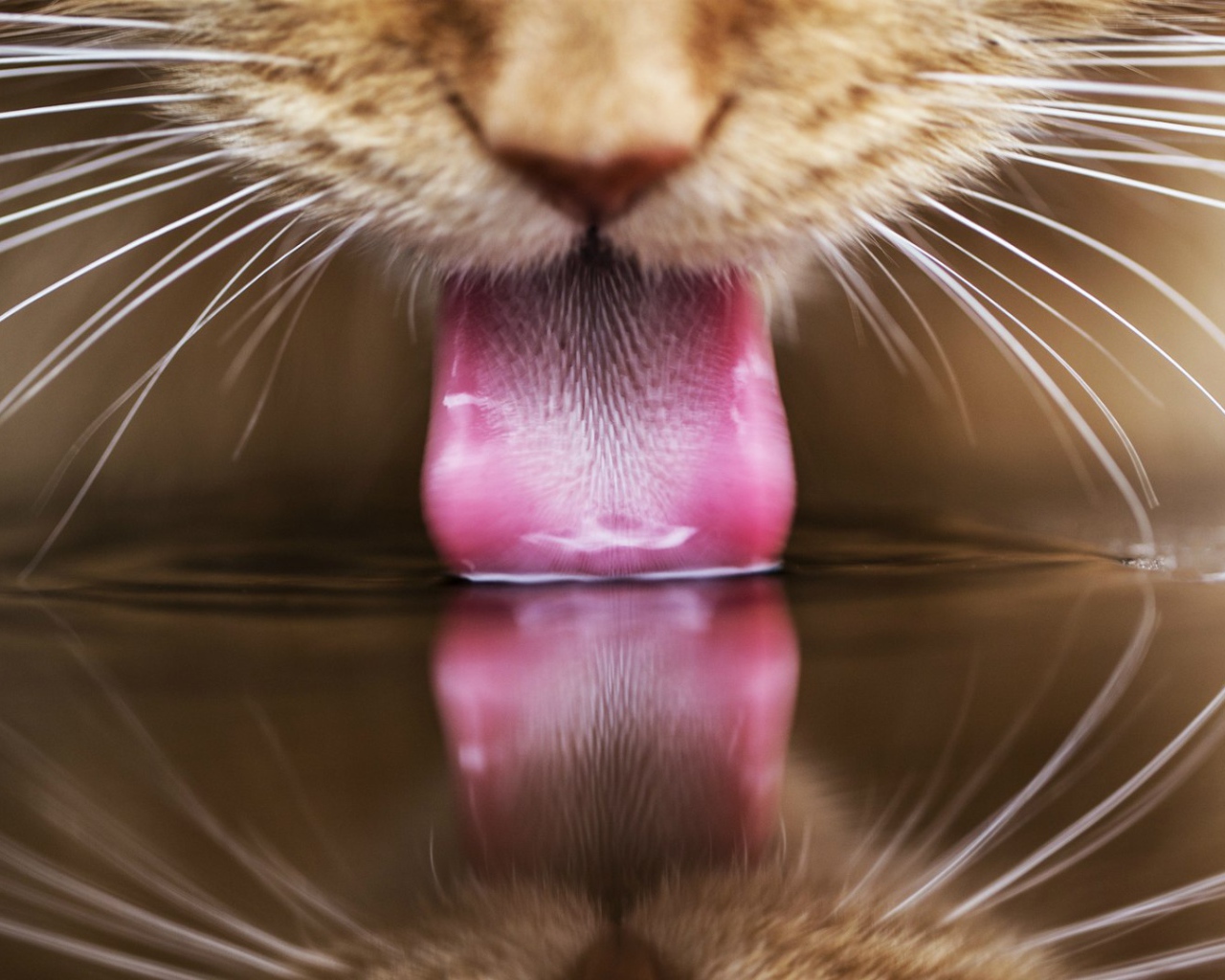 Рыжий кот пьет воду