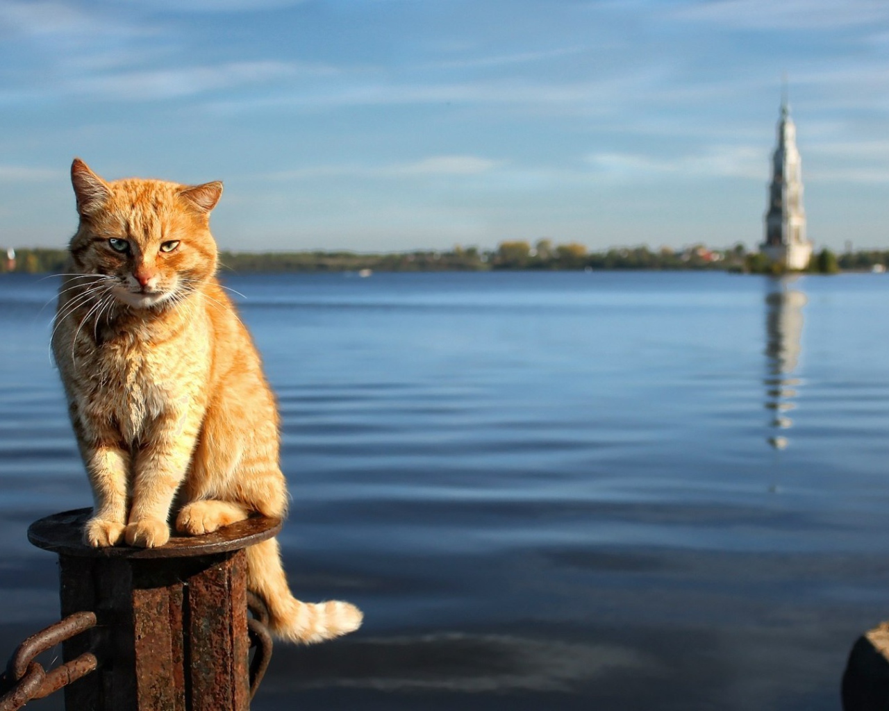 Рыжий кот на фоне воды