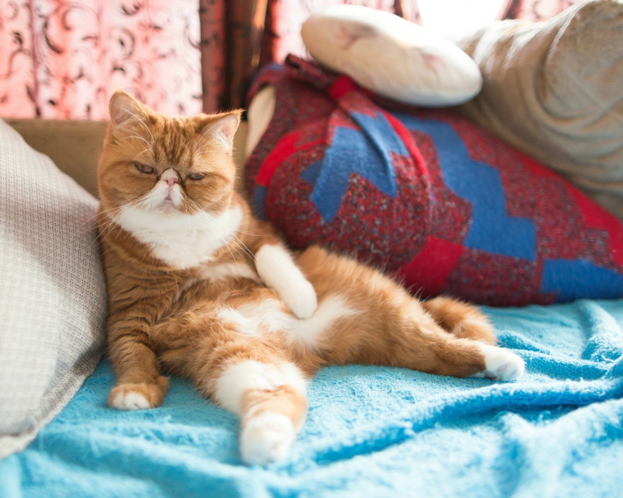 Рыжий кот на подушках