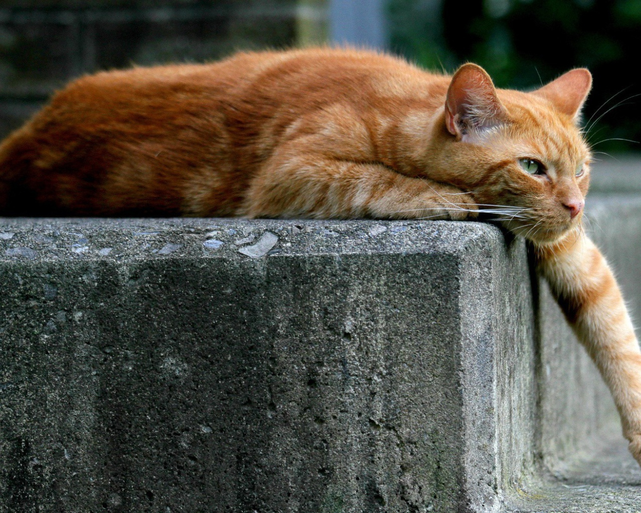 Рыжий кот опустил лапу вниз