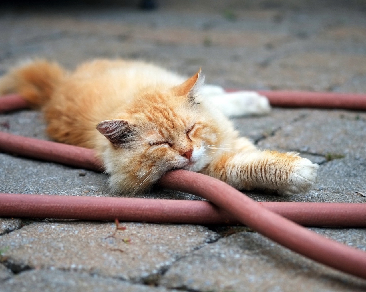 Рыжий кот спит на шланге