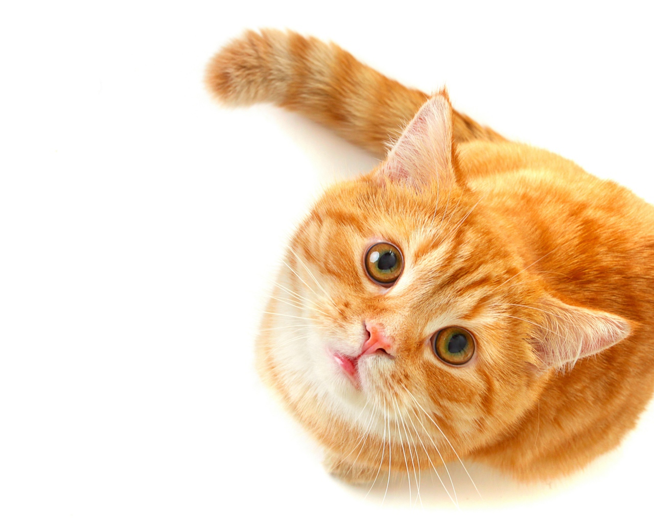 Рыжий кот с зелеными глазами