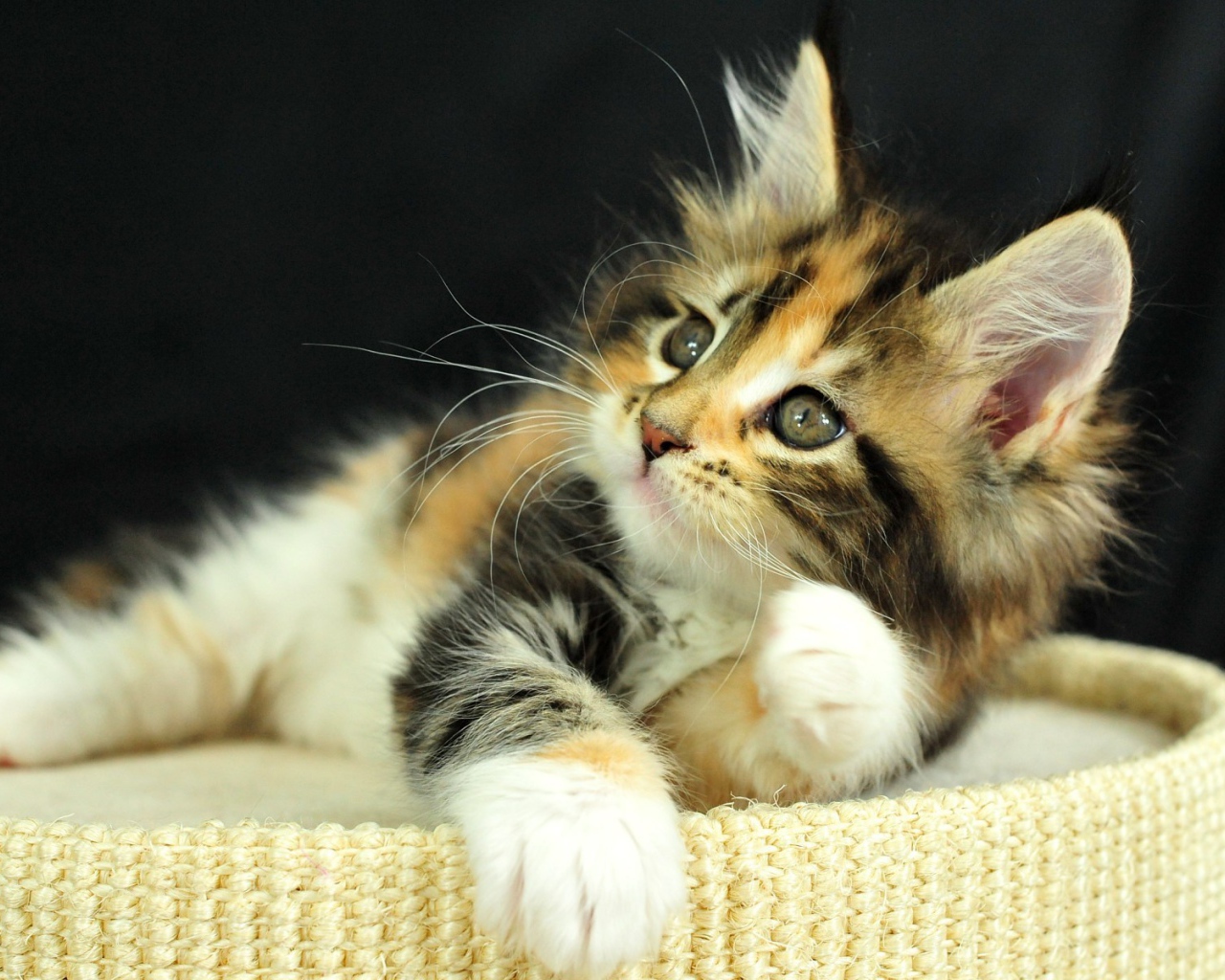 Рыжий котенок на пуфе