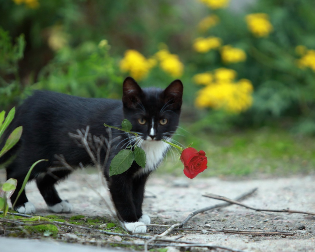 Роза в зубах у котенка