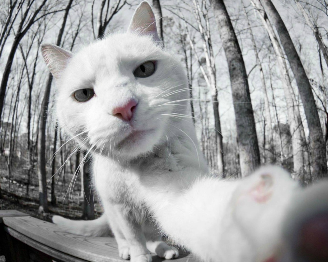 Селфи белого кота