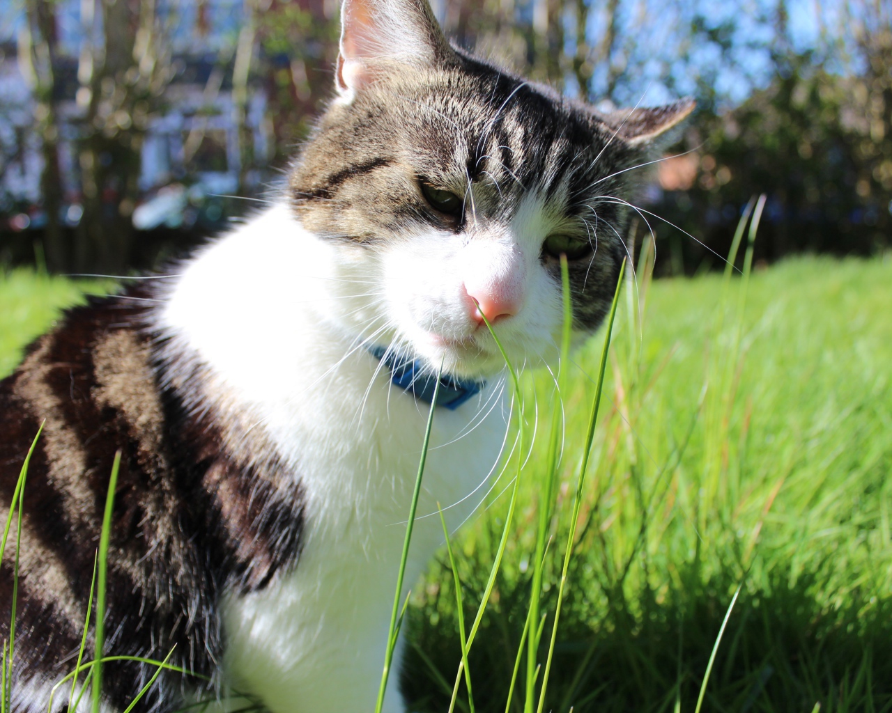 Грустный домашний кот на траве