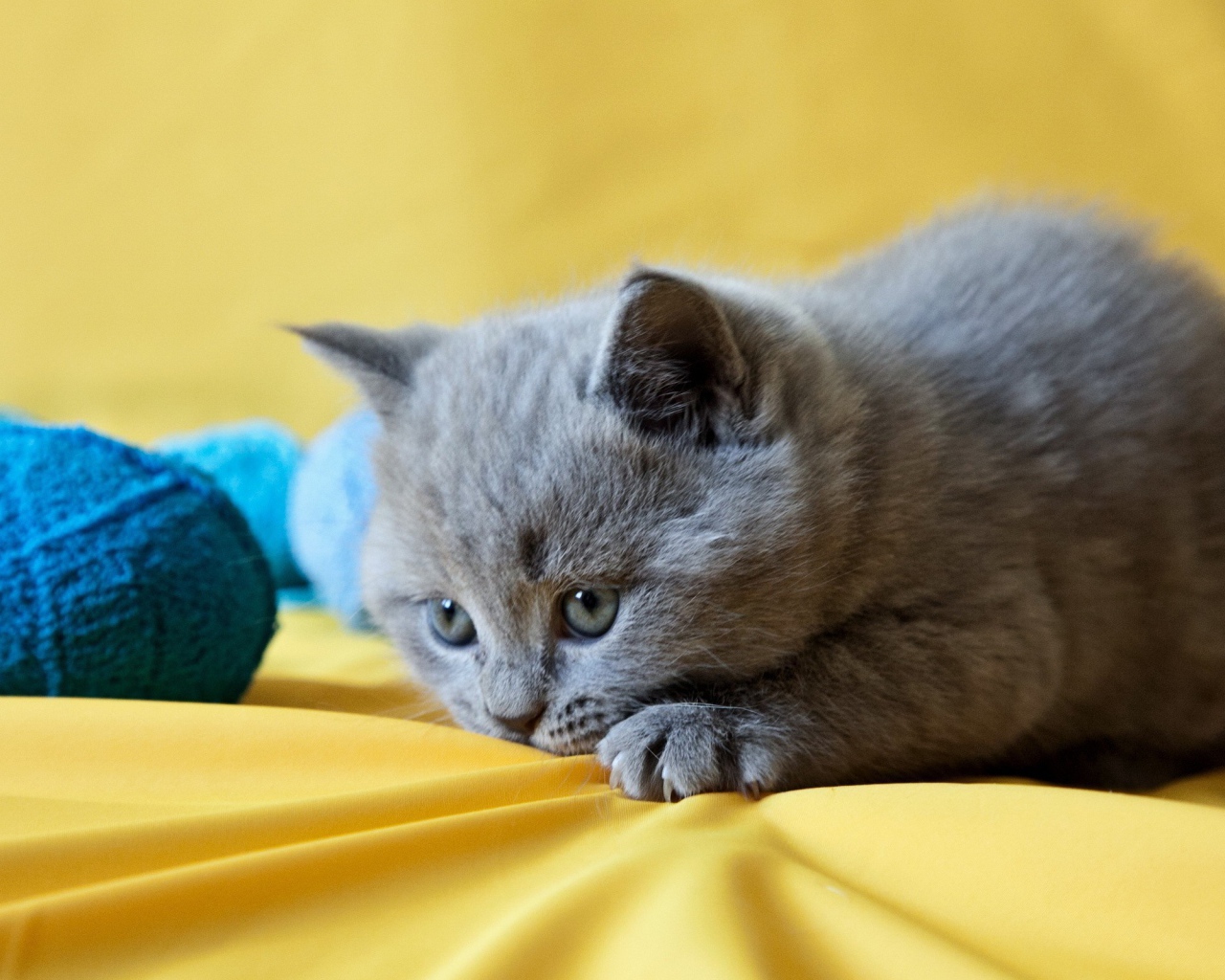 Грустный котенок с голубыми клубками