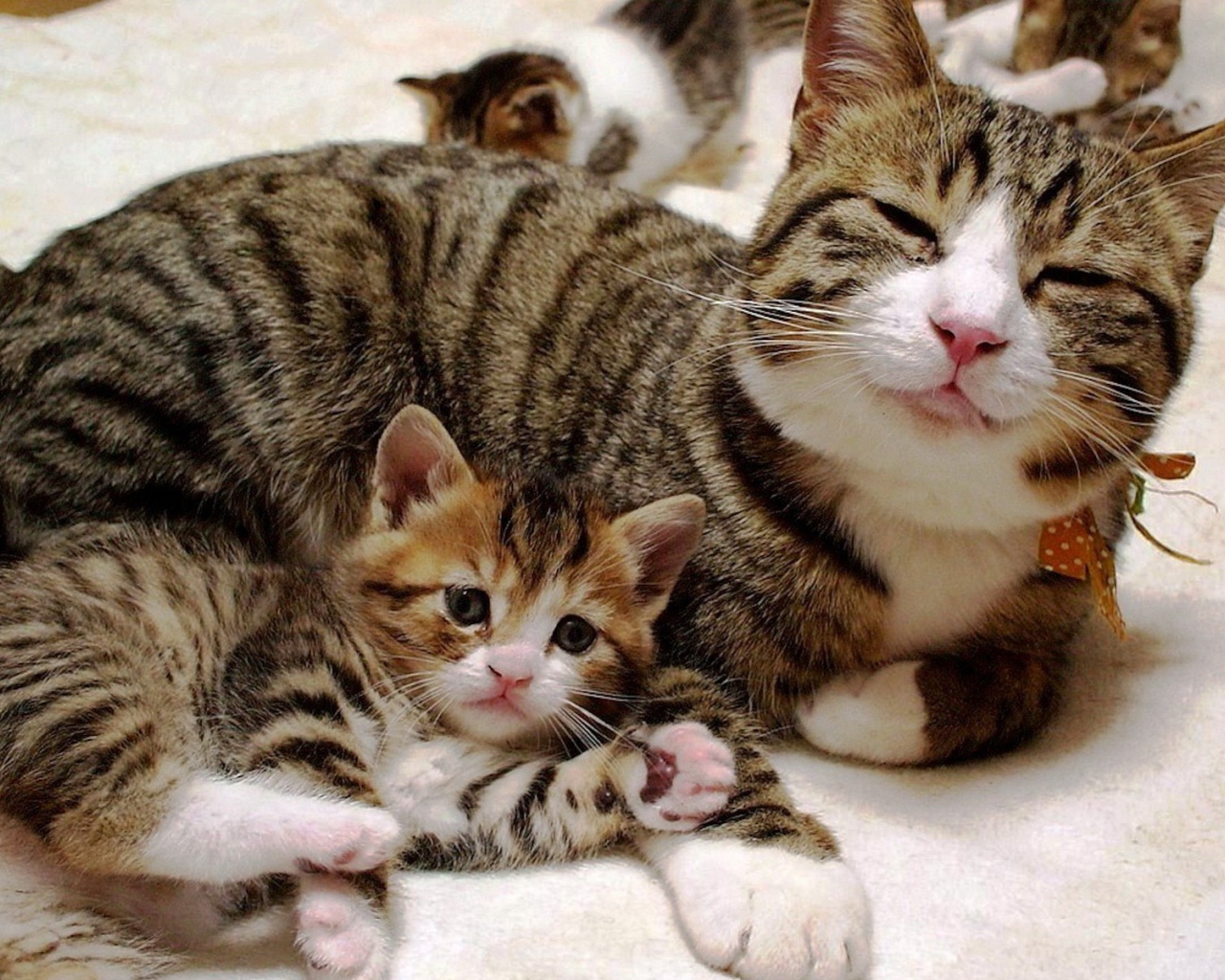 Довольная кошка с котенком